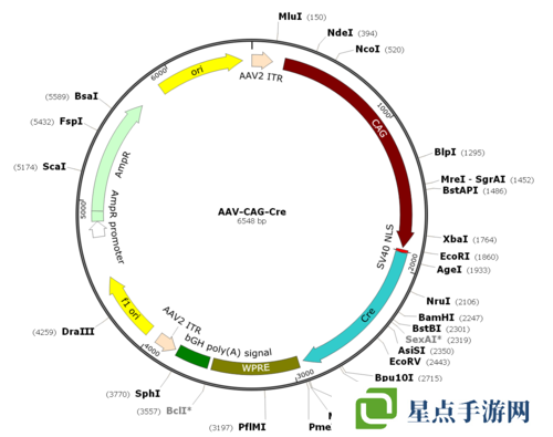 重生细胞SL操作方法步骤分享